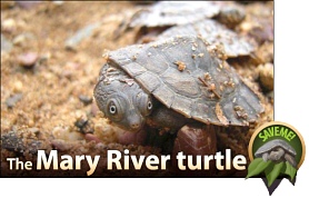 Save the endangered Mary River Turtle.